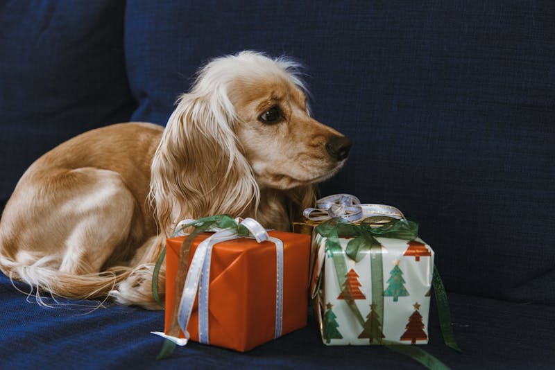 Paw-fect Gifts for the Dogs