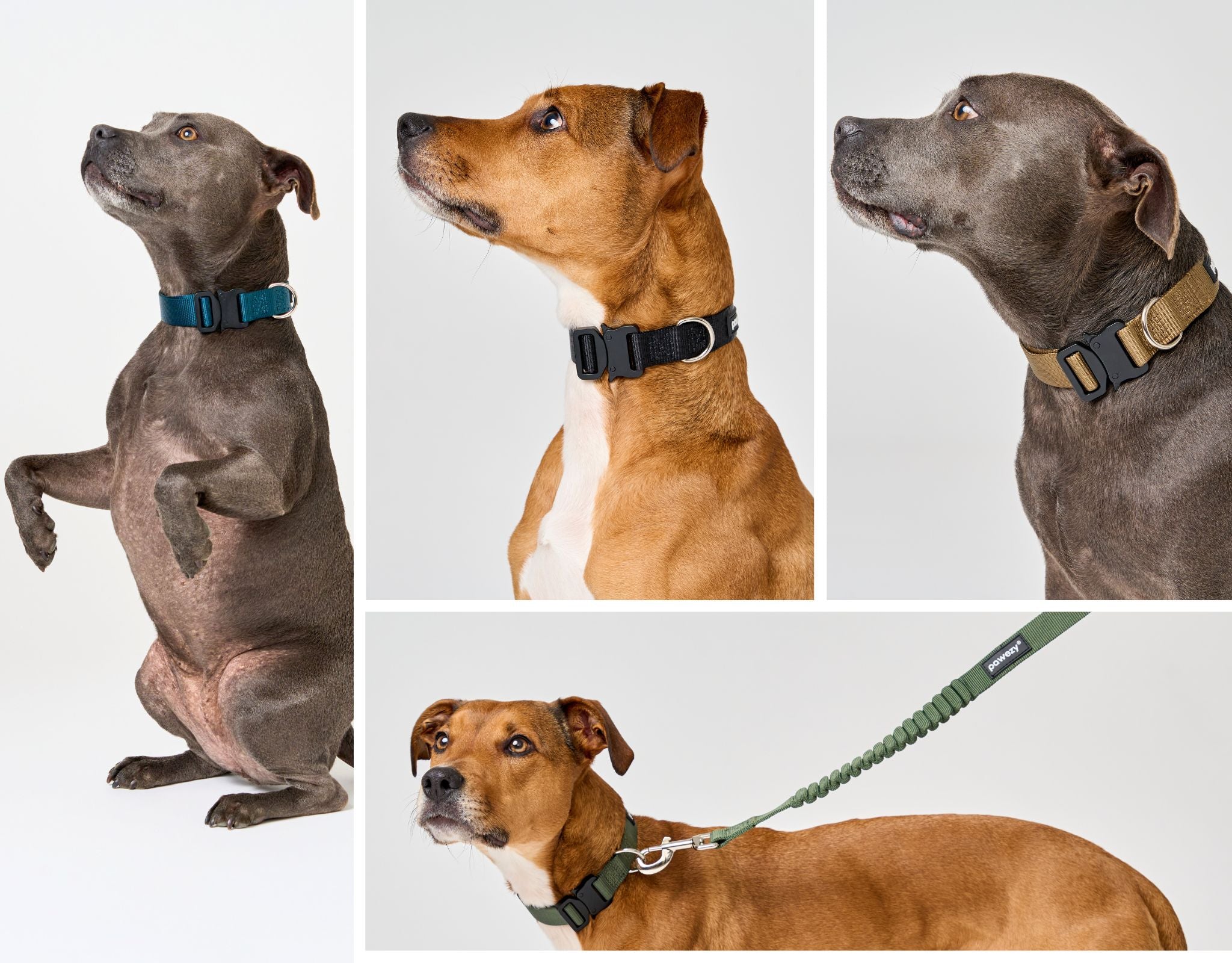 Easy Fit Elite Collar - Pawezy